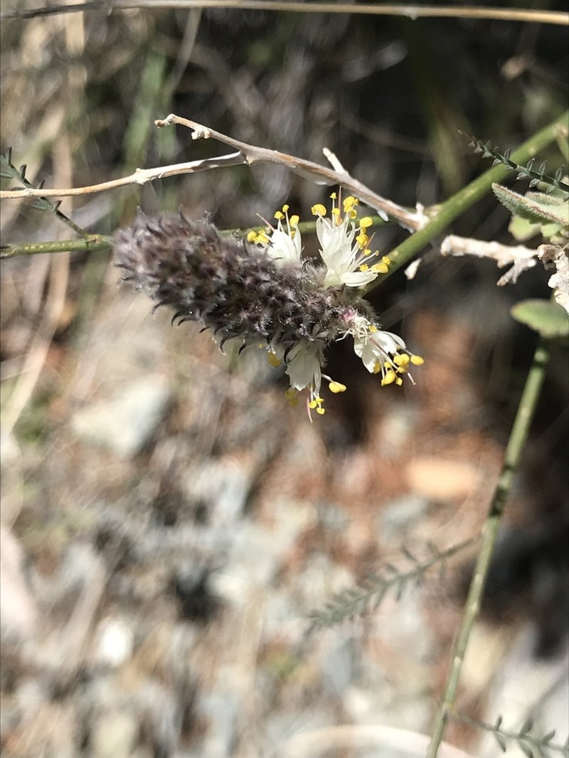 Gray's Prairie Clover photo 5