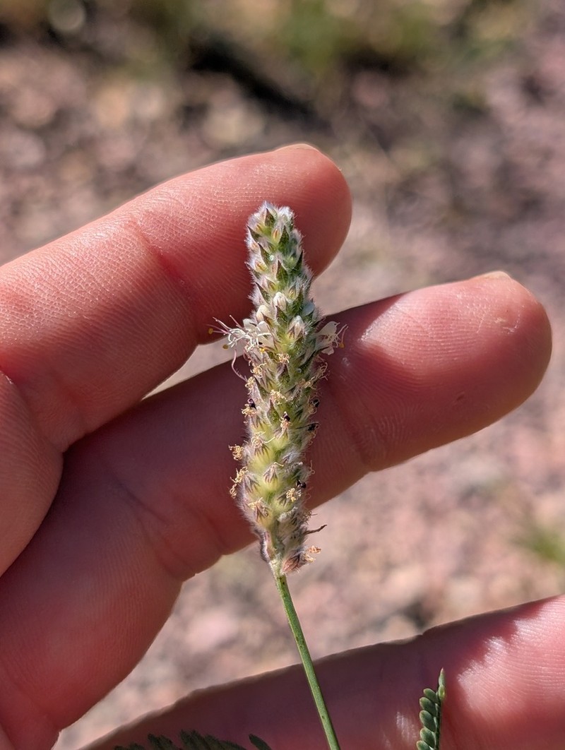 Gray's Prairie Clover photo 6