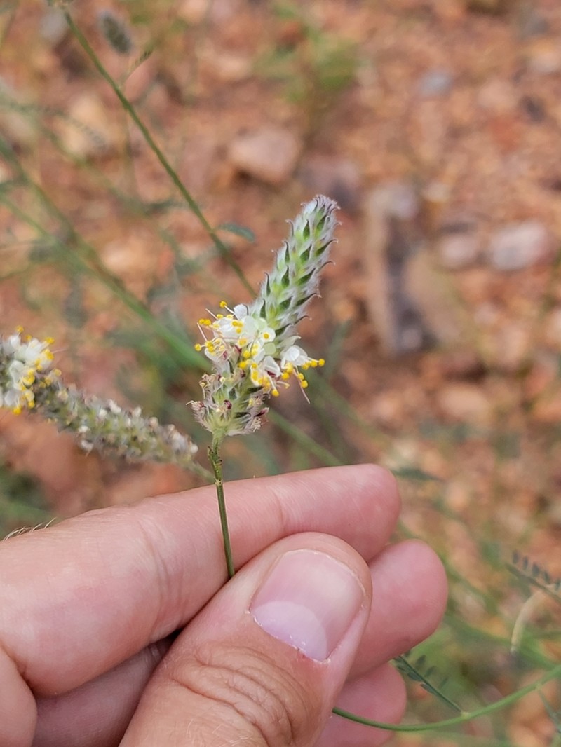 Gray's Prairie Clover photo 7