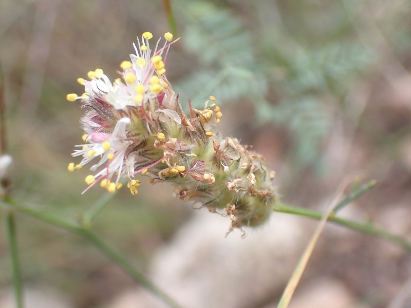 Gray's Prairie Clover photo 8