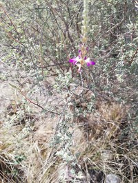 Gregg's Prairie Clover