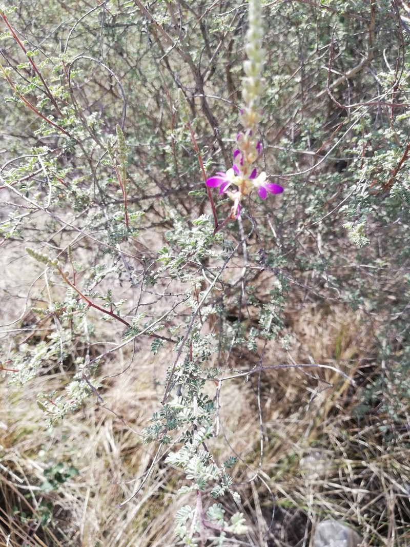Gregg's Prairie Clover
