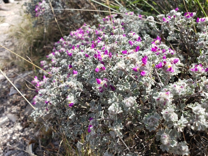 Gregg's Prairie Clover photo 2