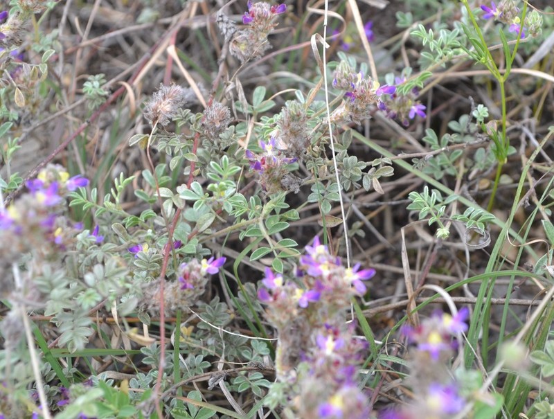 Gregg's Prairie Clover photo 3