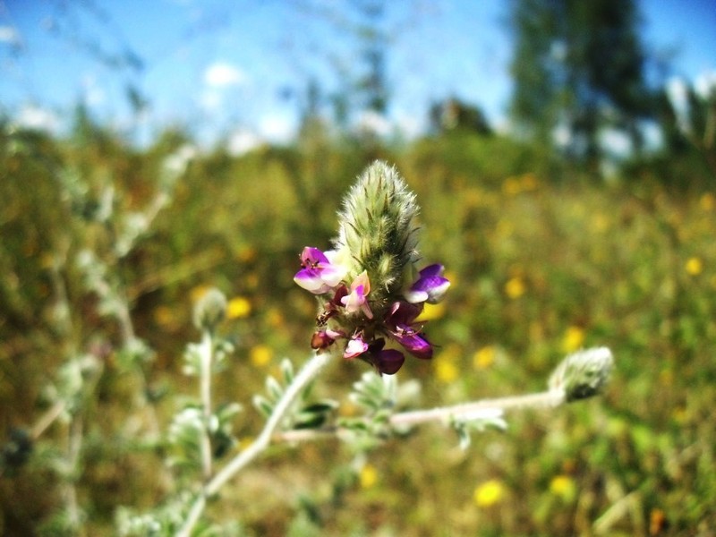 Gregg's Prairie Clover photo 4