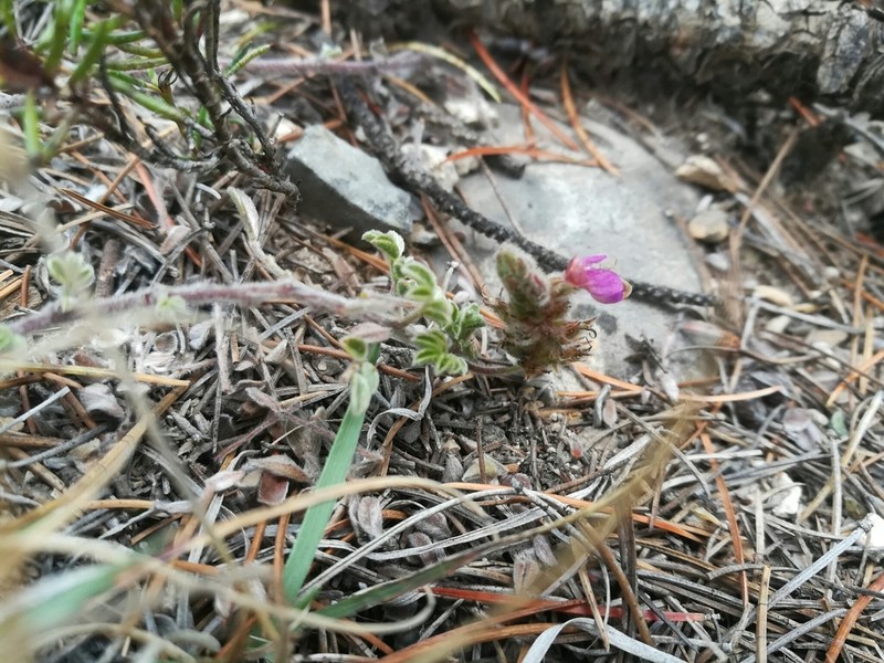 Gregg's Prairie Clover photo 5