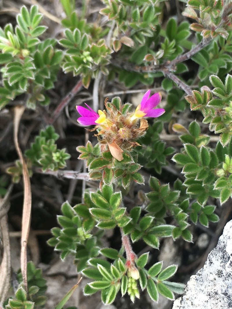 Gregg's Prairie Clover photo 6