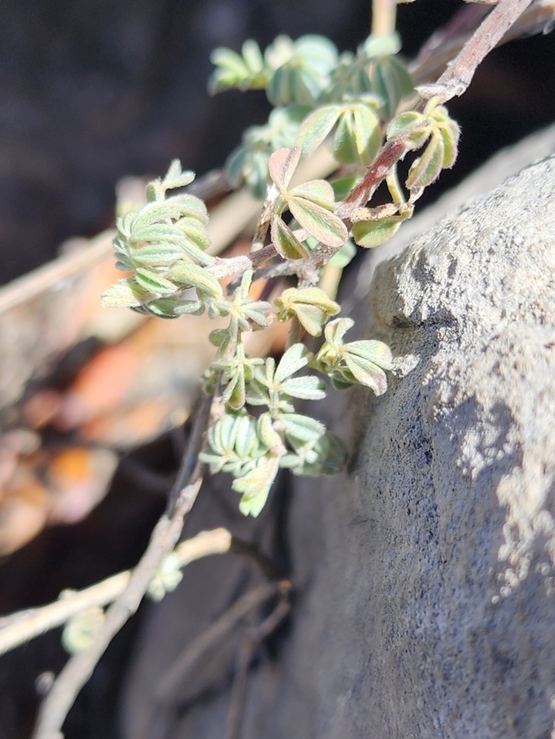 Gregg's Prairie Clover photo 7