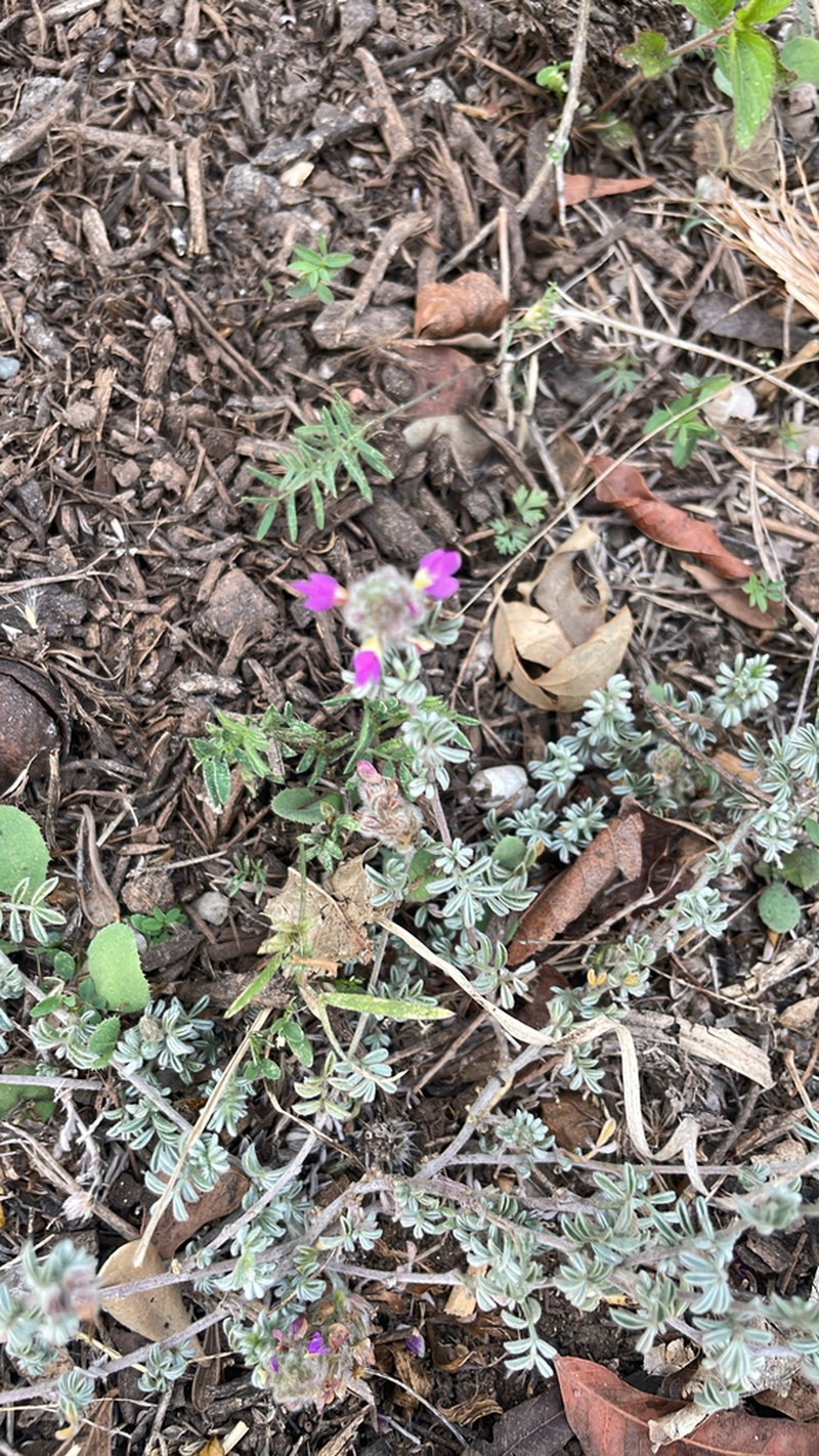 Gregg's Prairie Clover photo 8