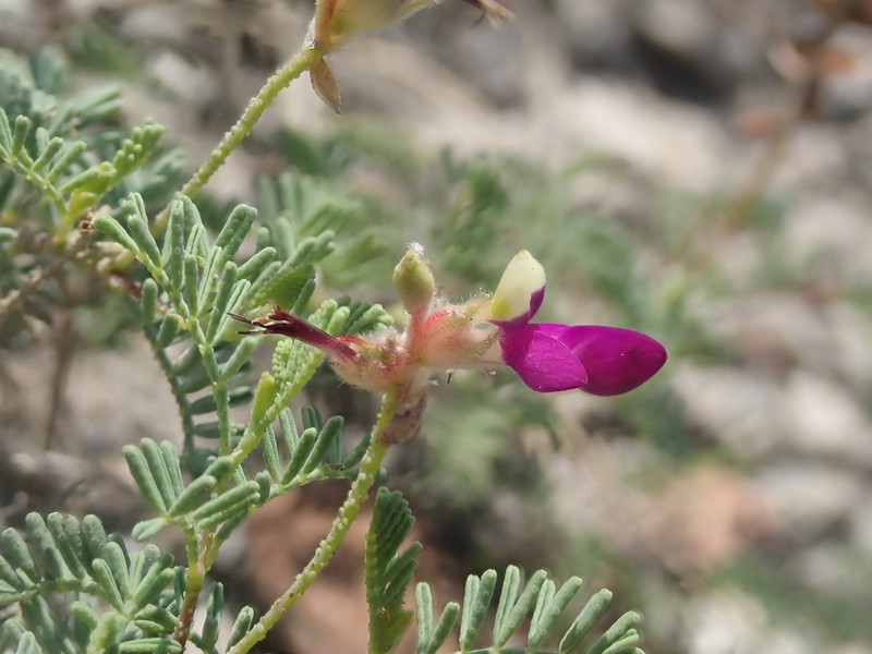 Dalea gypsophila