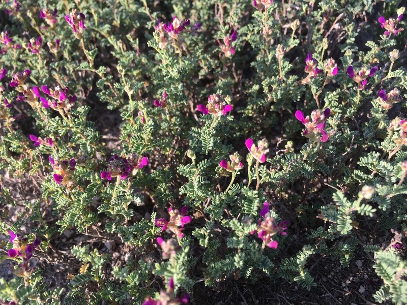 Dalea gypsophila photo 2