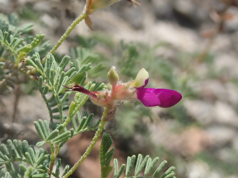 Dalea gypsophila photo 3
