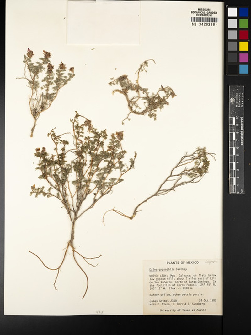 Dalea gypsophila photo 4