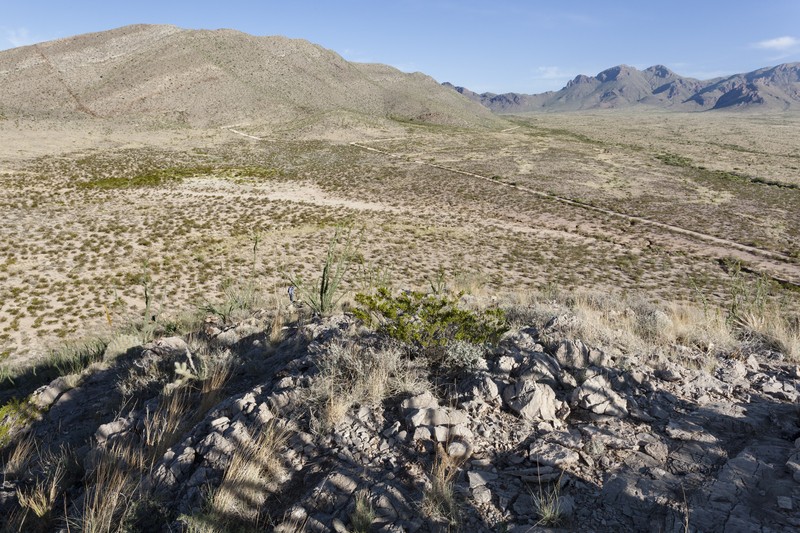 Hall's Prairie Clover