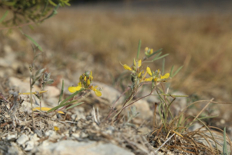 Hall's Prairie Clover