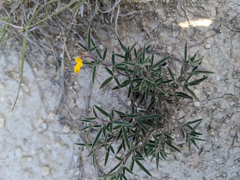 Hall's Prairie Clover photo 2