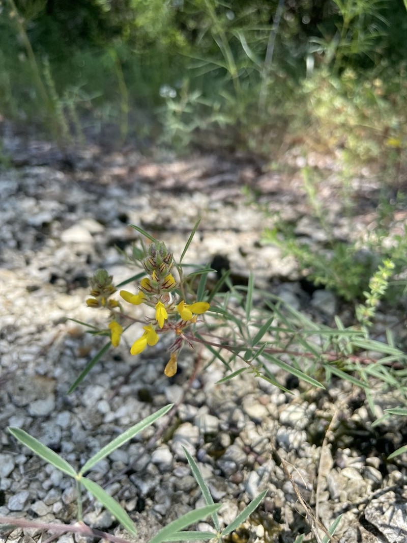 Hall's Prairie Clover photo 3