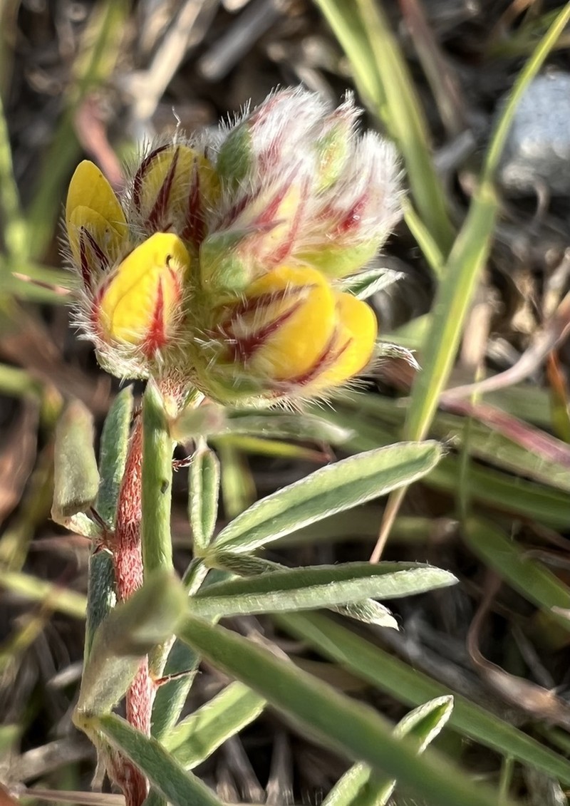 Hall's Prairie Clover photo 5