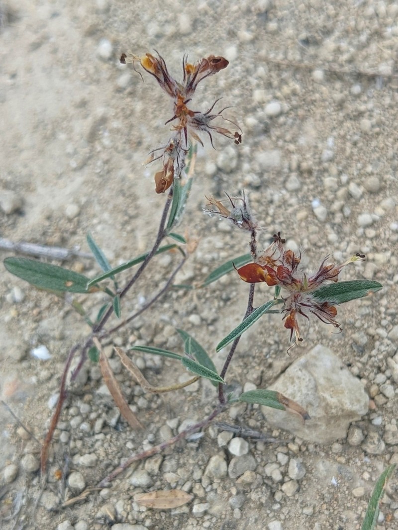 Hall's Prairie Clover photo 6