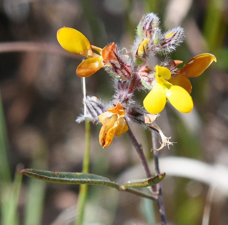 Hall's Prairie Clover photo 8