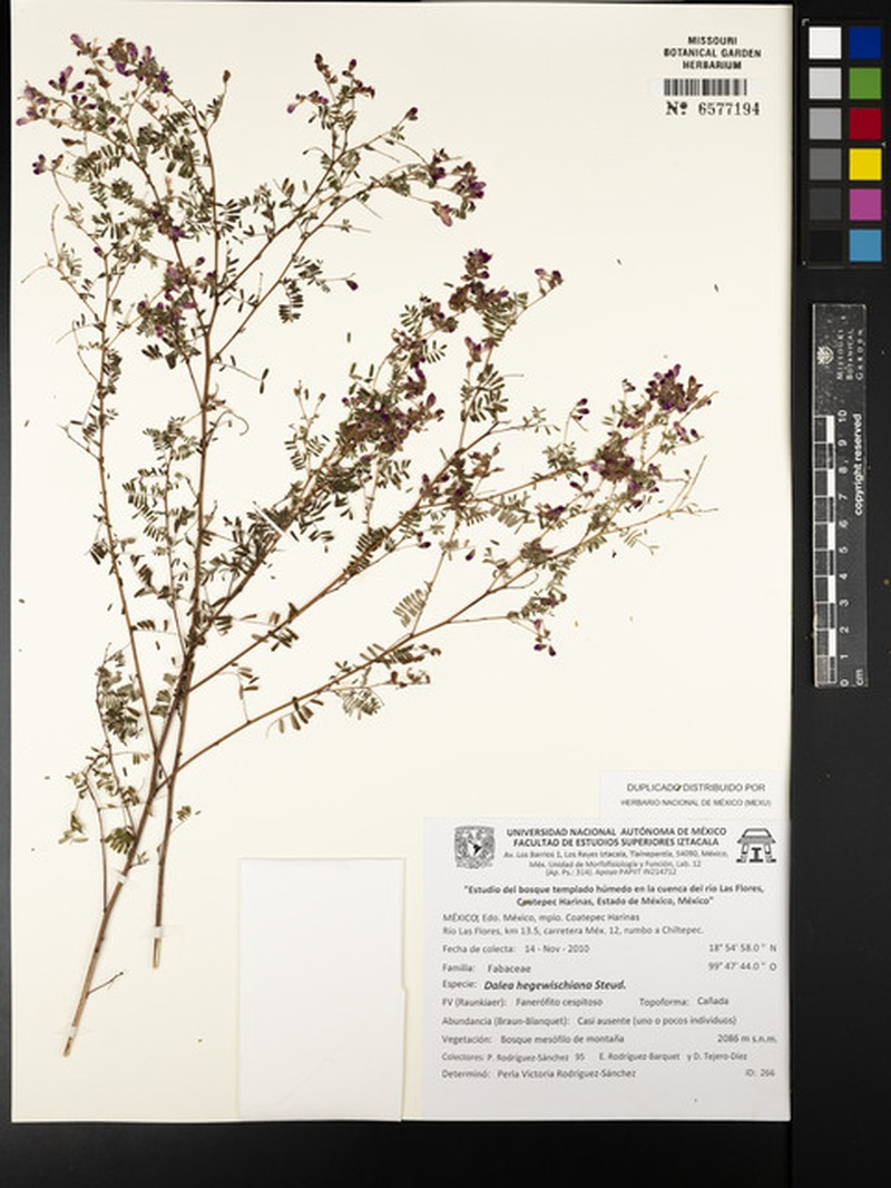 Dalea hegewischiana