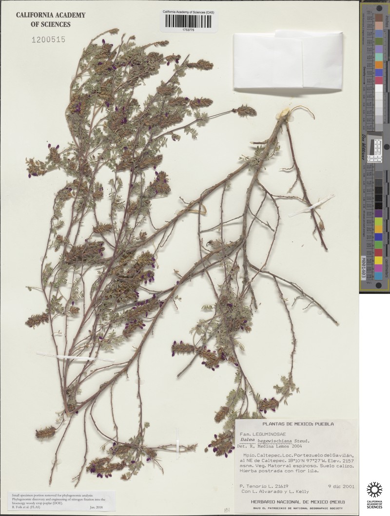 Dalea hegewischiana photo 2