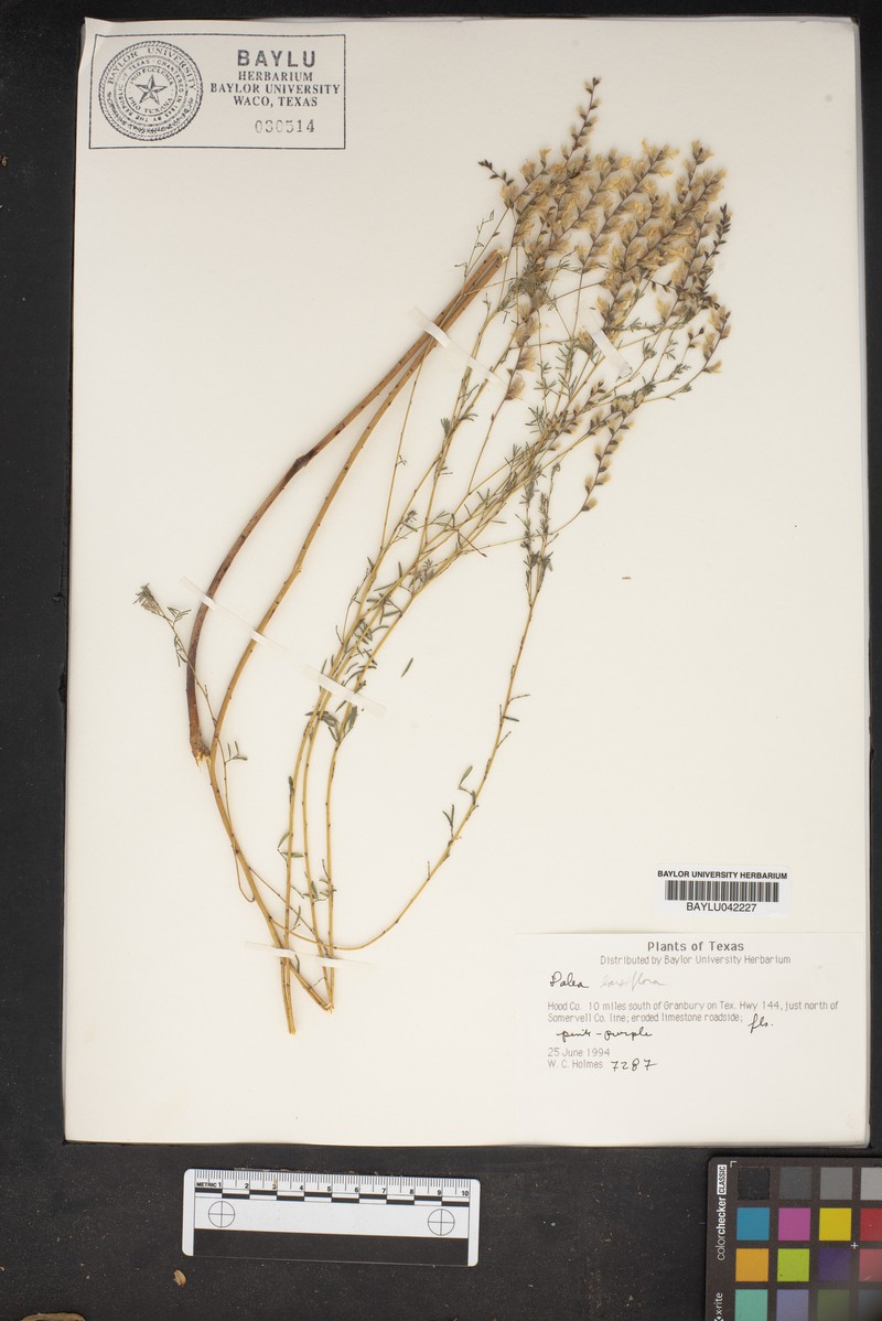 Dalea hegewischiana photo 3