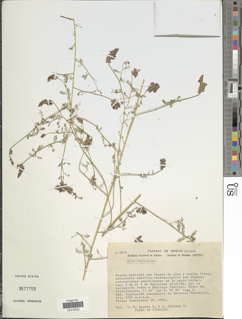 Dalea hegewischiana photo 4