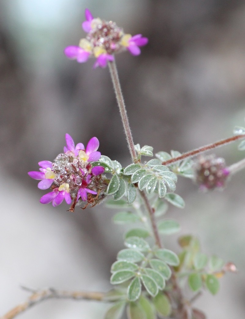 Dalea hemsleyana