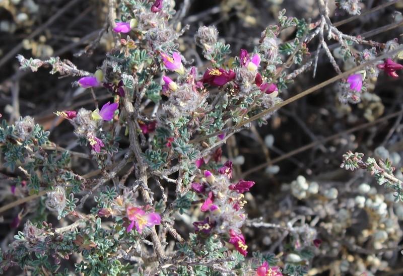 Dalea hemsleyana photo 2