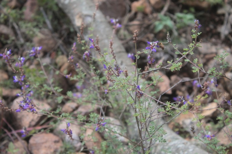 Dalea hemsleyana photo 3
