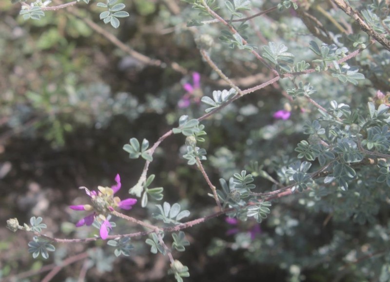 Dalea hemsleyana photo 4