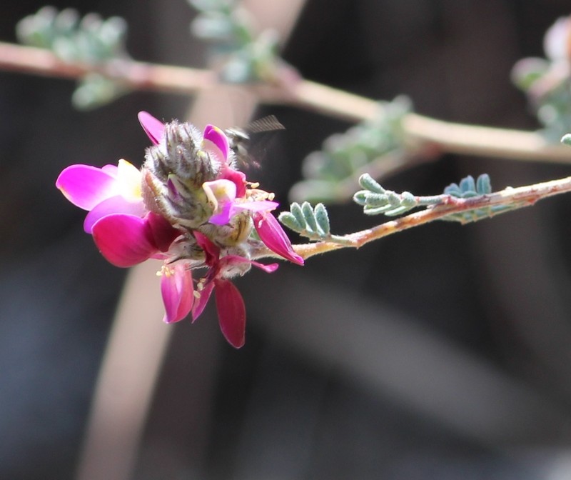 Dalea hemsleyana photo 6