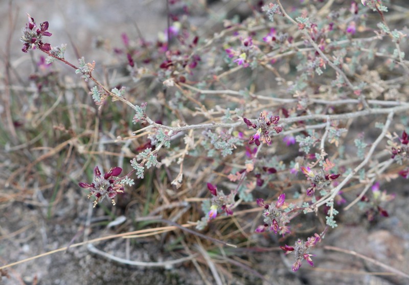 Dalea hemsleyana photo 8