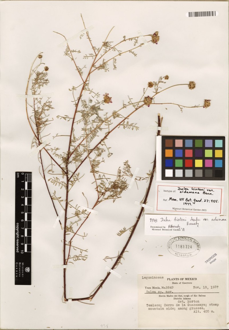 Dalea hintonii var. aldamana
