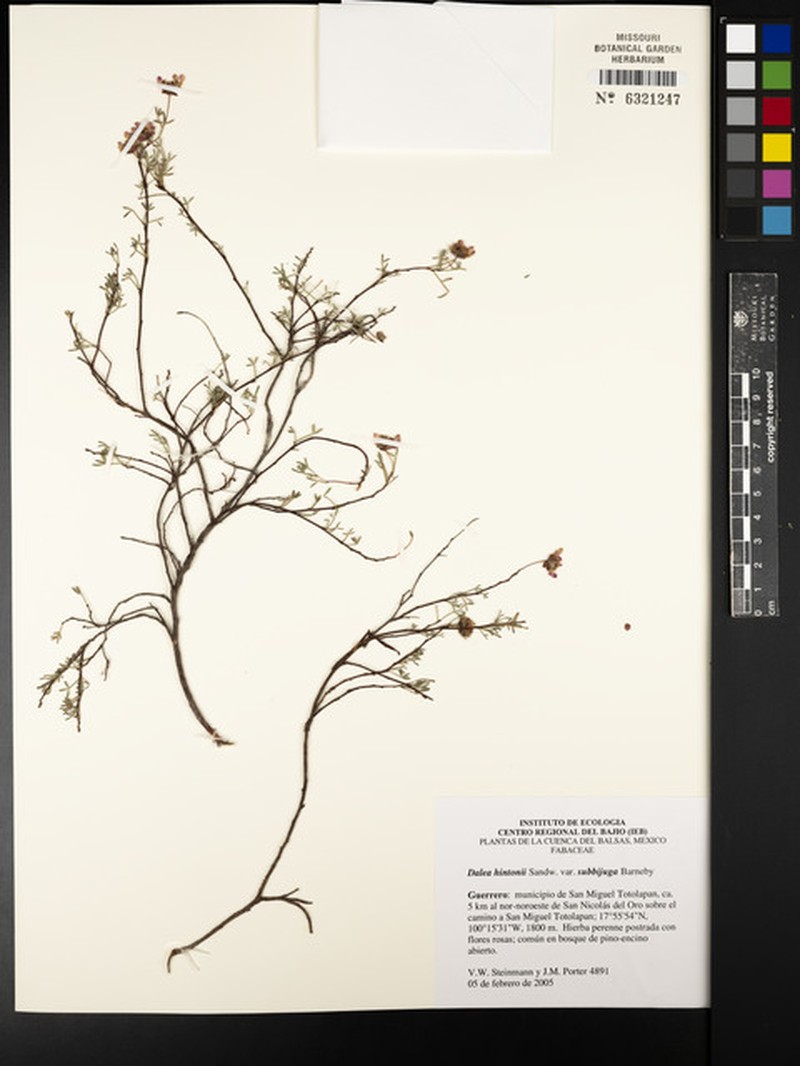 Dalea hintonii var. subbijuga