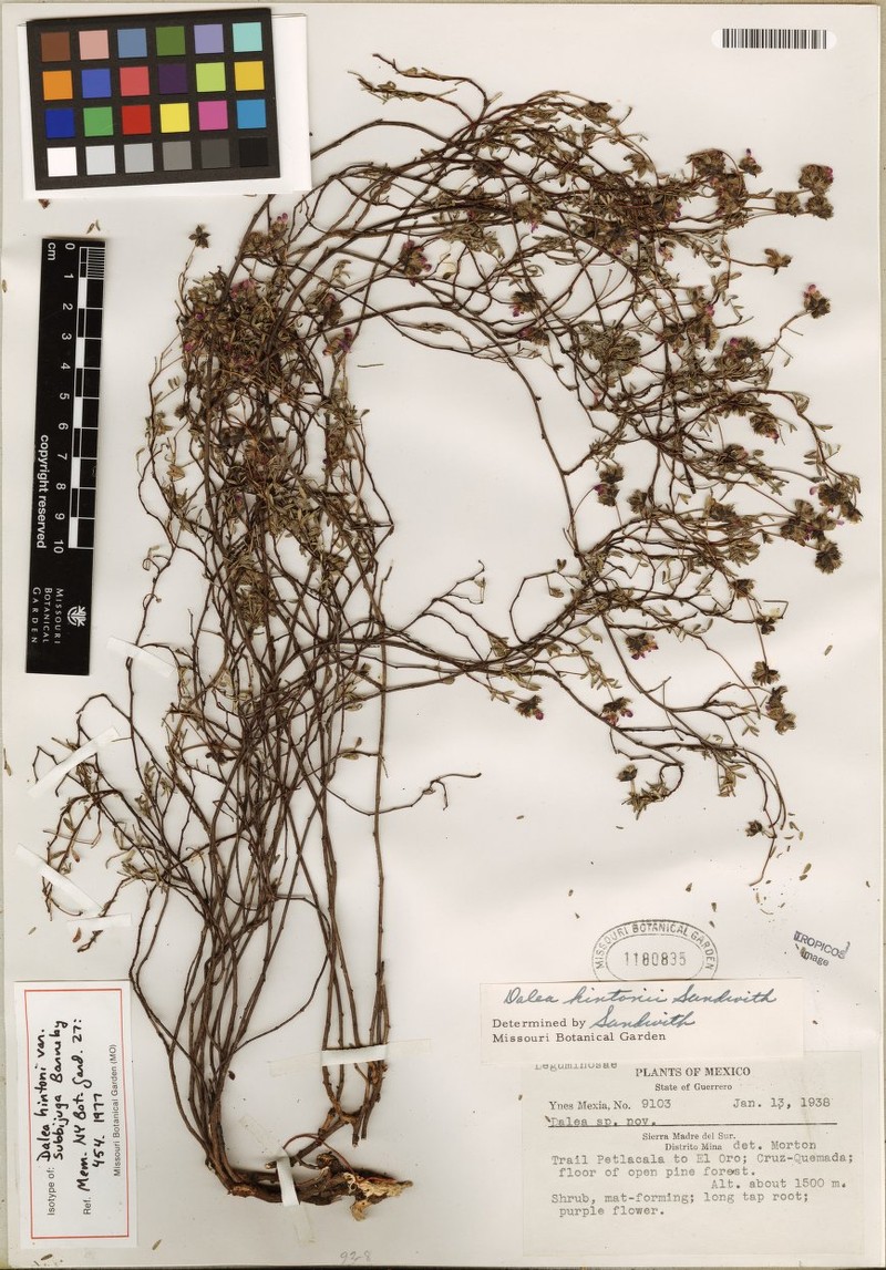 Dalea hintonii var. subbijuga photo 2