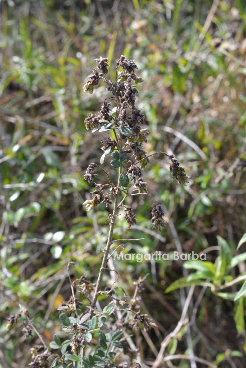 Dalea hospes photo 8