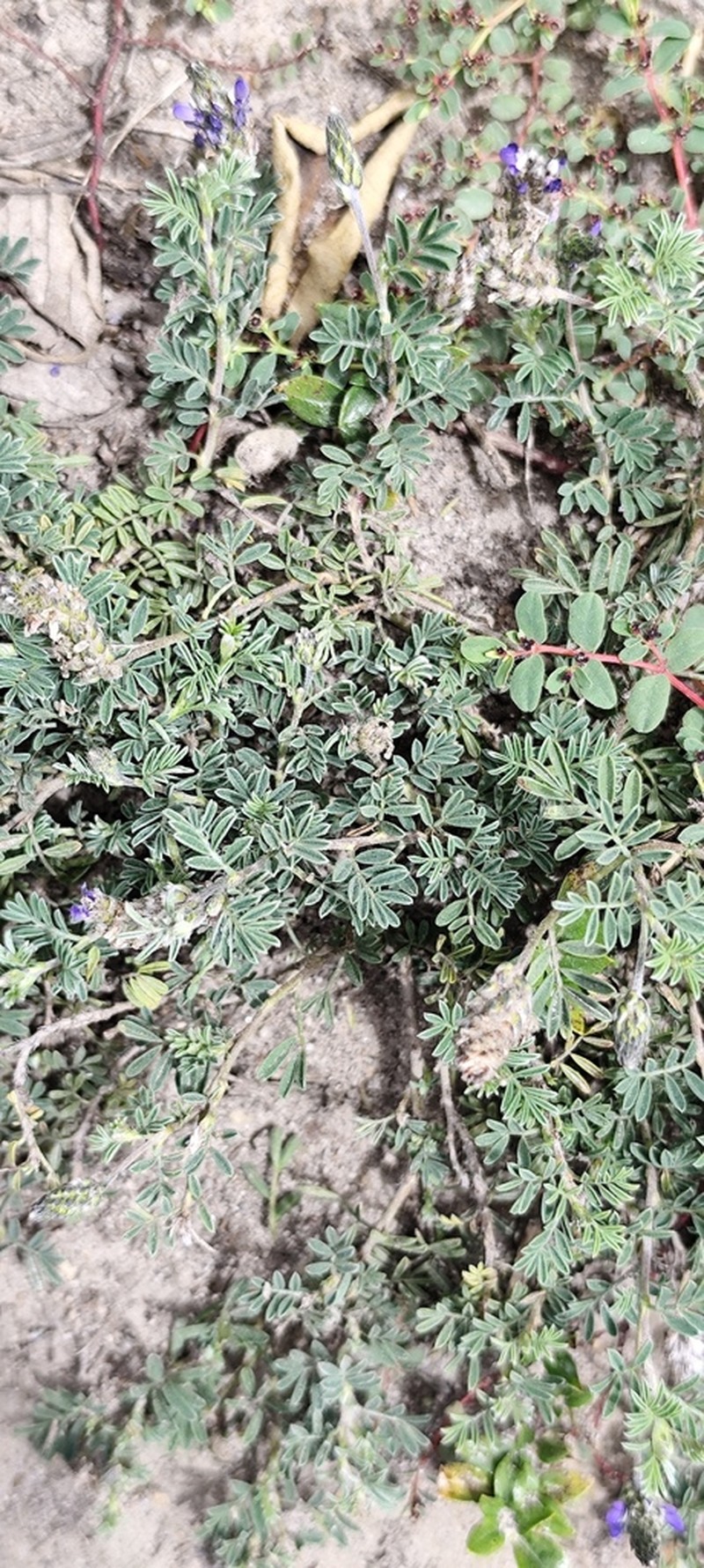 Dalea humifusa