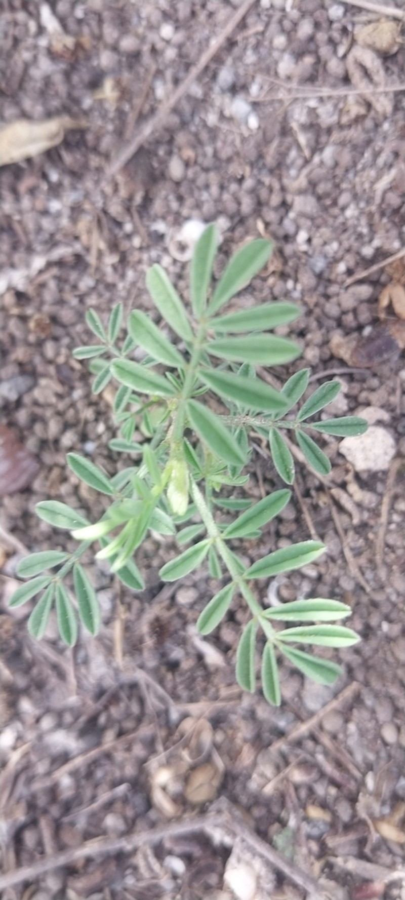 Dalea humifusa photo 2