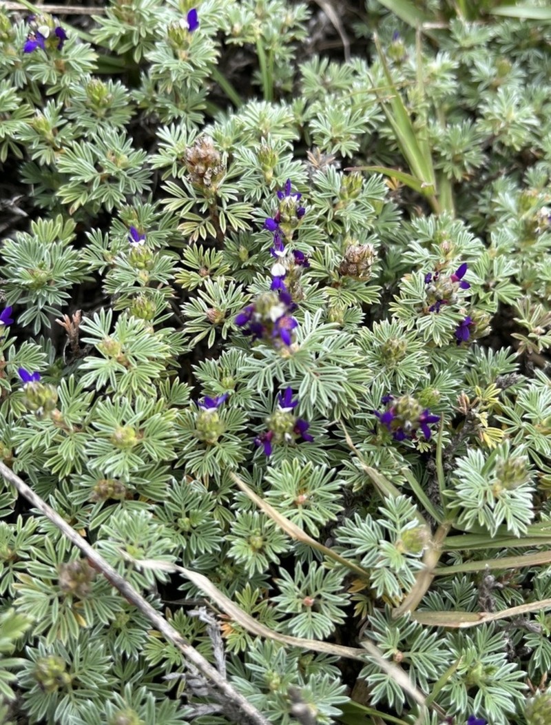 Dalea humifusa photo 3