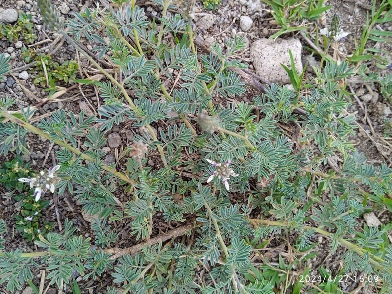 Dalea humifusa photo 4