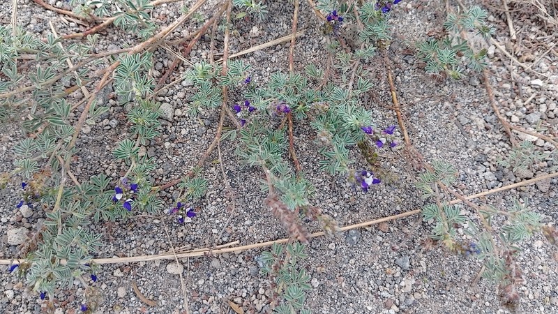 Dalea humifusa photo 5