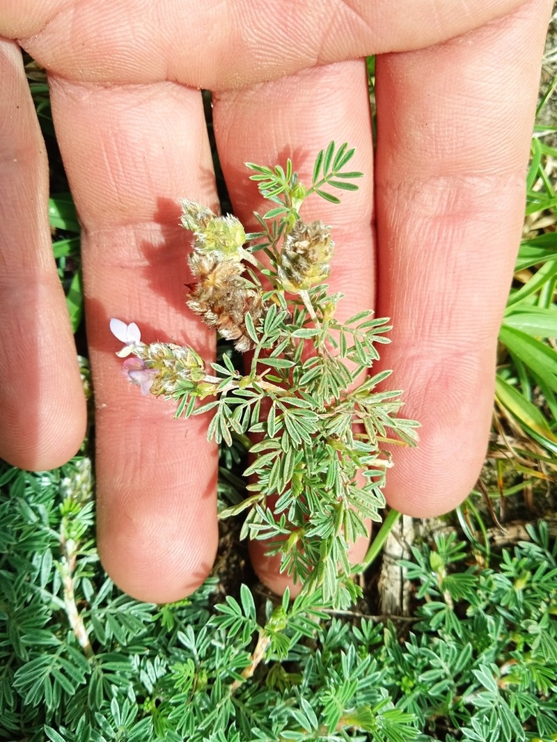 Dalea humifusa photo 6