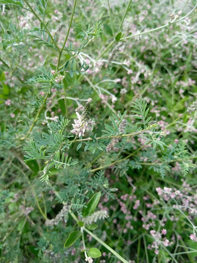 Dalea humifusa photo 7