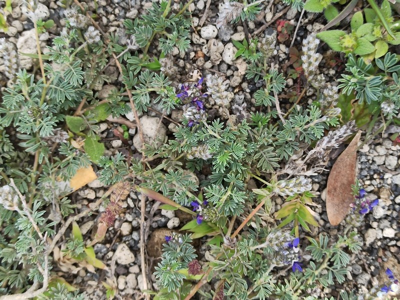 Dalea humifusa photo 8
