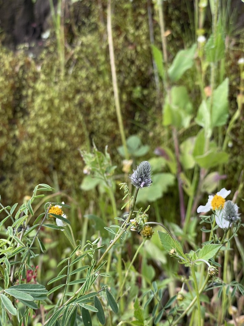Dalea humilis