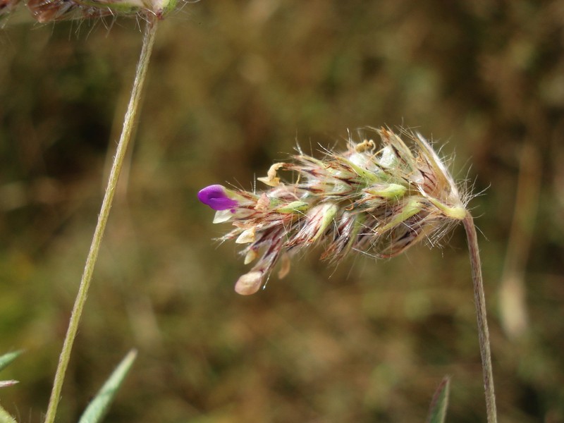 Dalea humilis photo 2