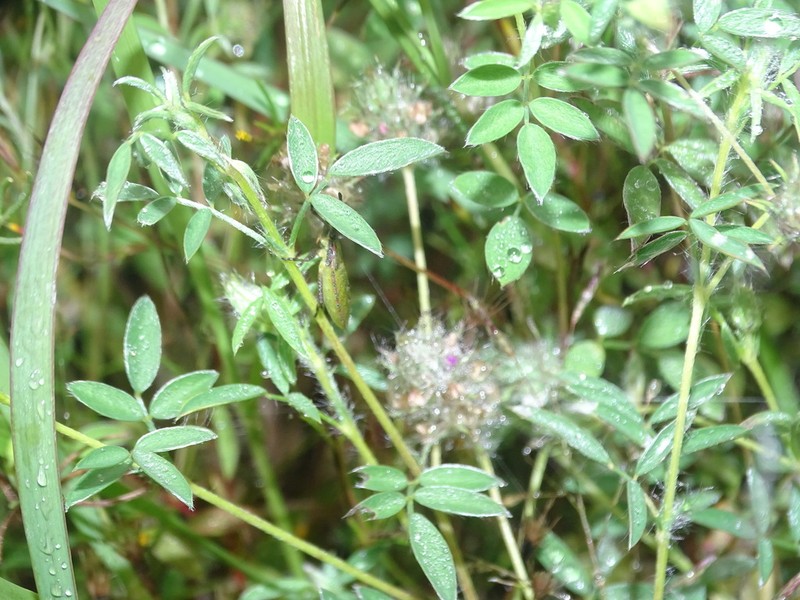 Dalea humilis photo 3