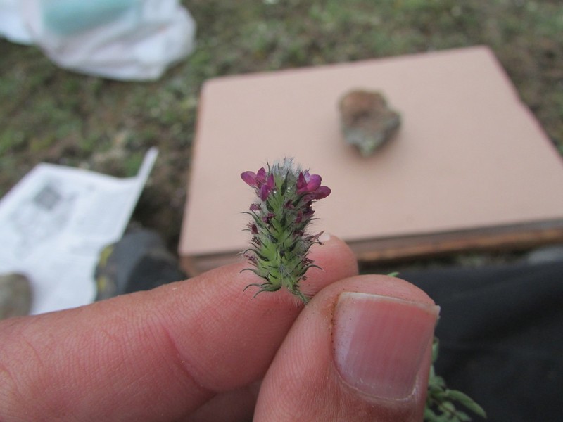 Dalea humilis photo 4